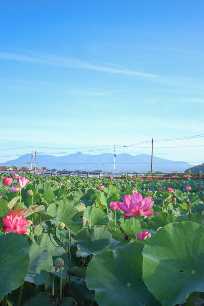 あかぼり蓮園」開園について | 伊勢崎市観光物産協会